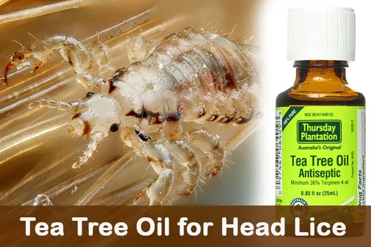 Tea Tree Oil for Head Lice