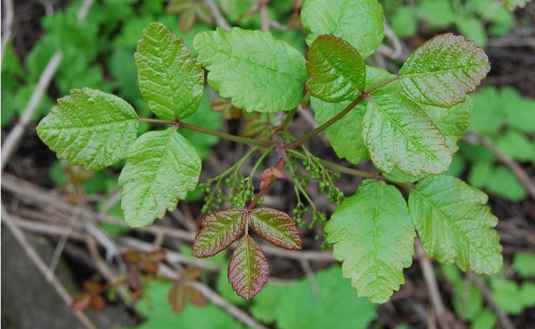 poison oak