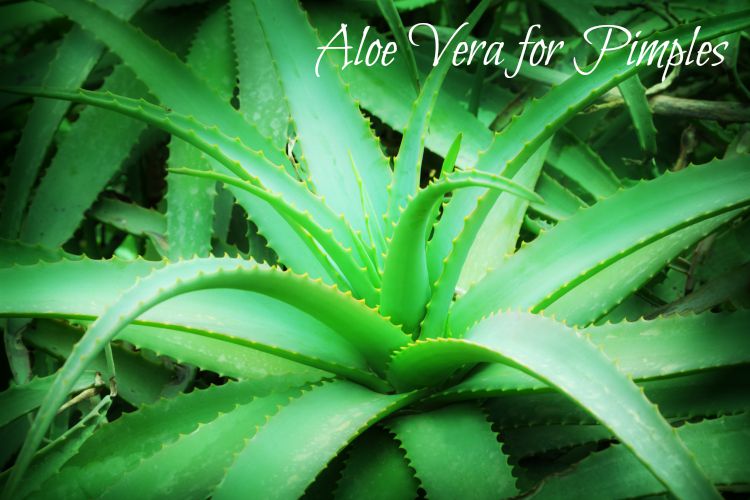 aloe_vera