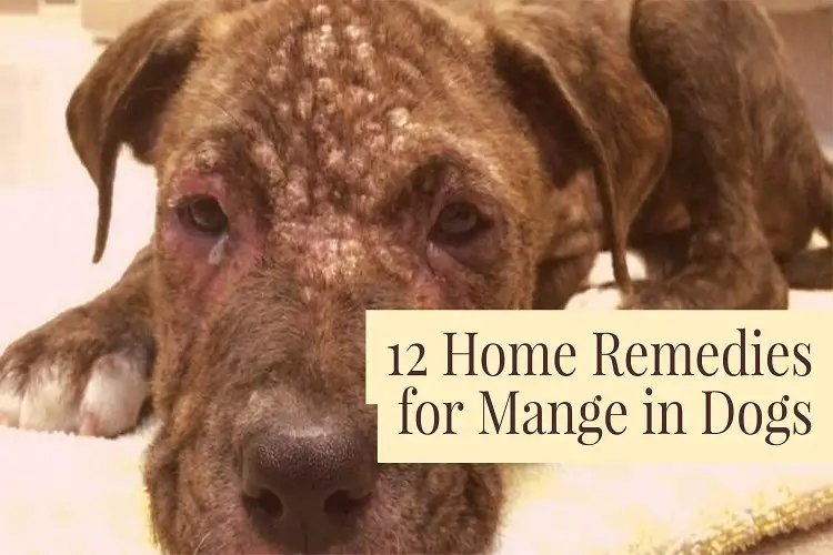 Home Remedies For Manage In Dogs