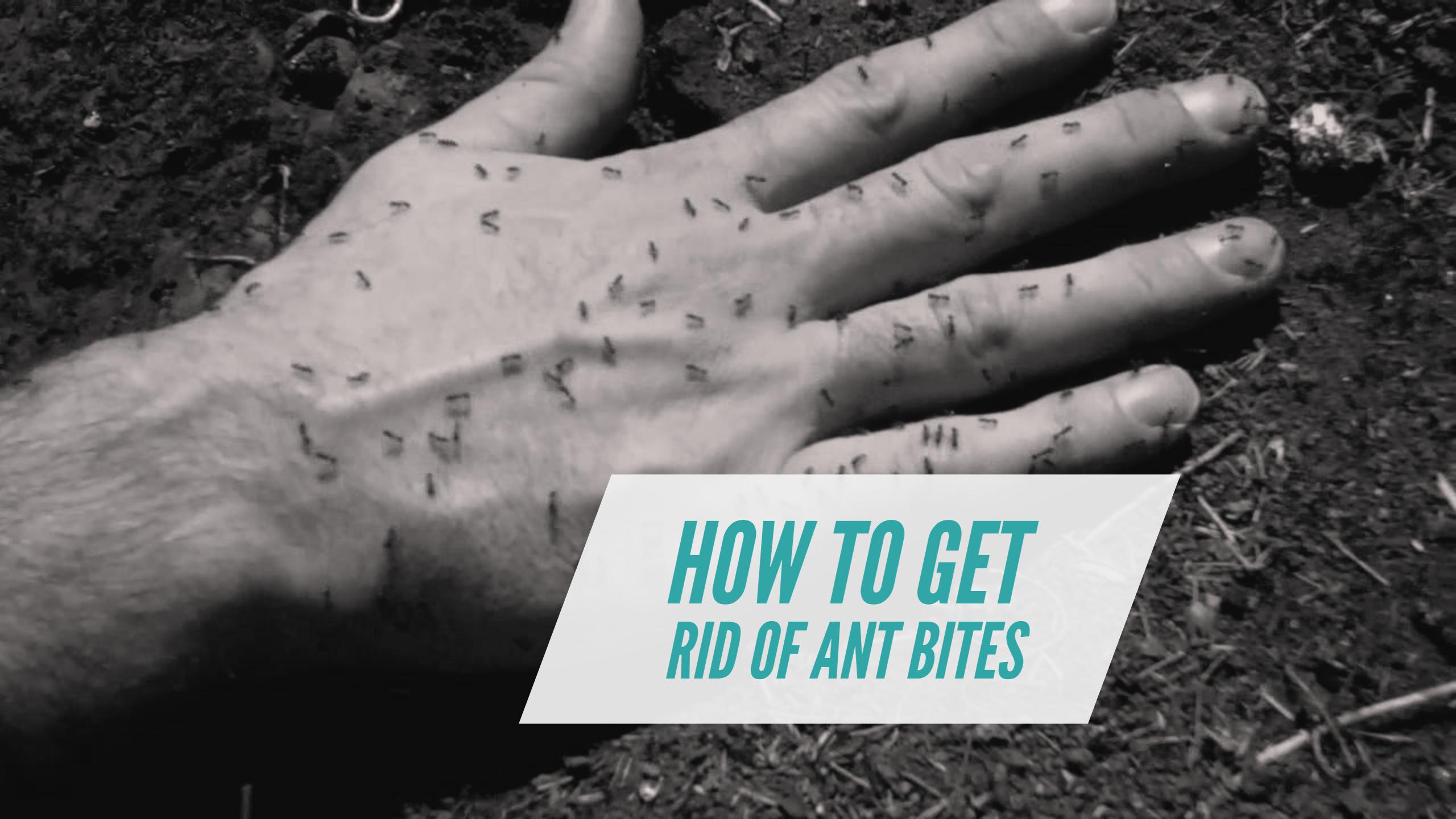 Ant Bites