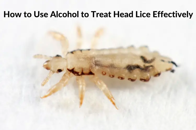 How to Use Alcohol for Head Lice