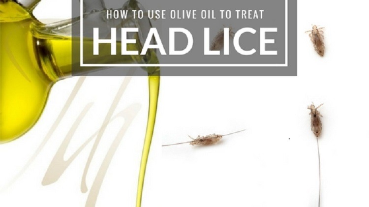 Amazing Olive Oil For Lice Scene Nature Amazing Olive Oil For Lice Scene Nature