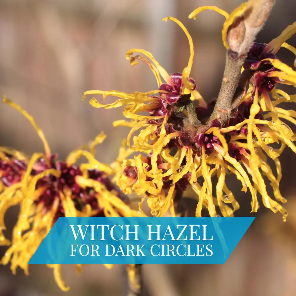 Witch Hazel For Dark Circles