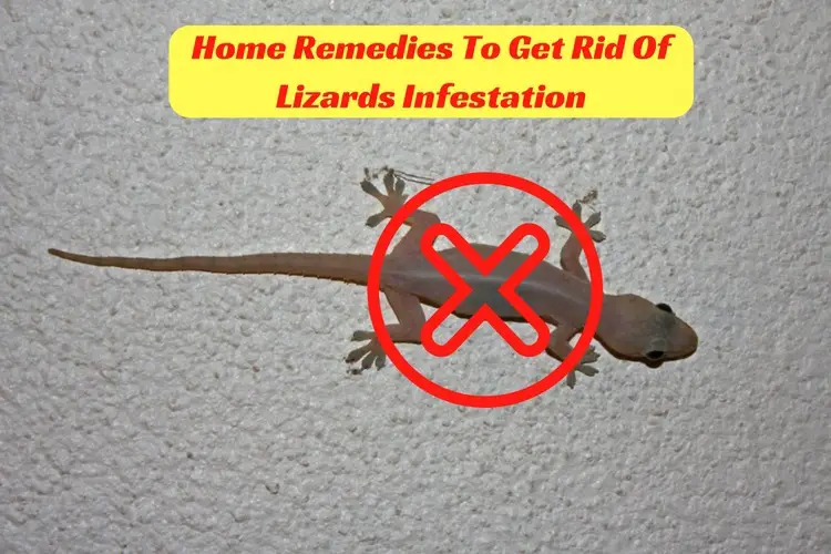 Home Remedies For Lizards Infestation