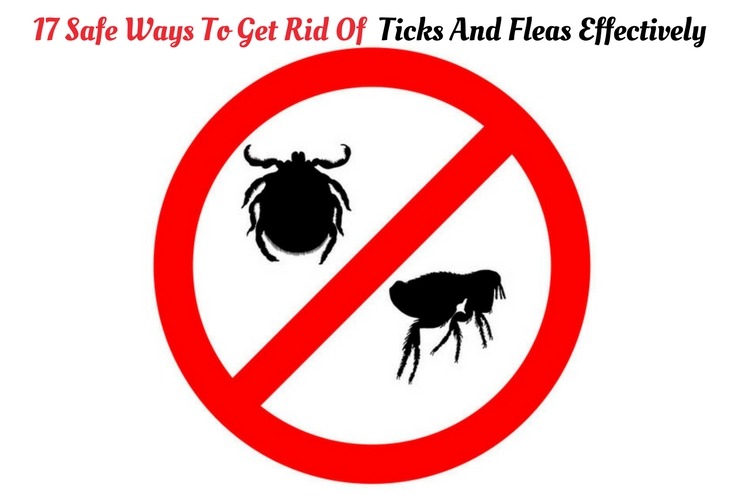 Home Remedies to Get Rid of Ticks and Fleas