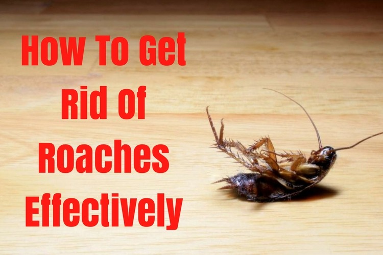 How To Get Rid Of Roaches Effectively 17 Natural Remedies Wellnessguide 