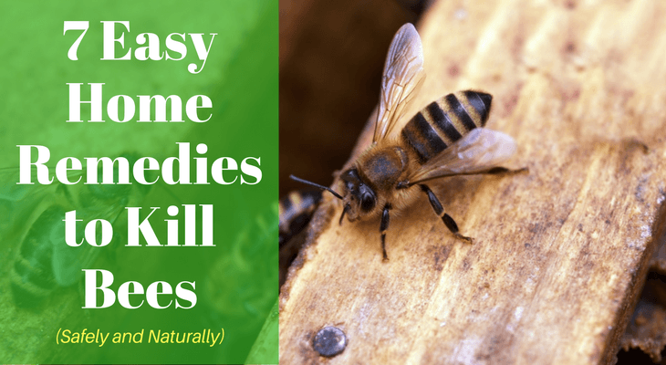 7 Easy Home Remedies to Kill Bees