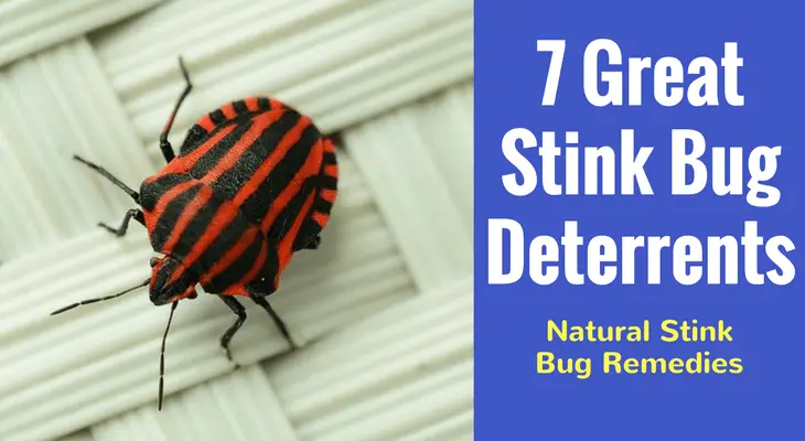 7 Great Stink Bug Deterrents(1)