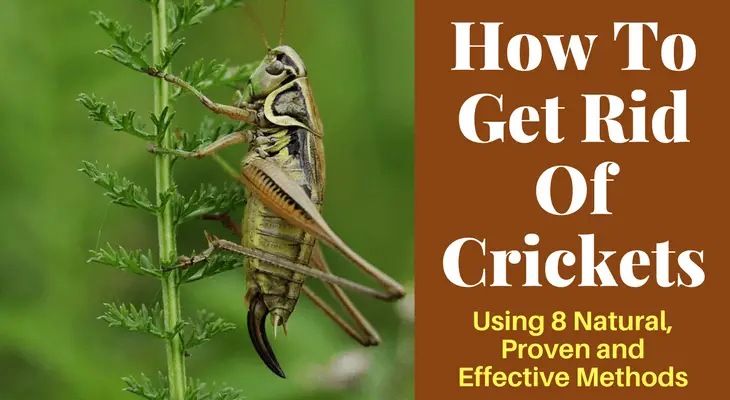 How To Get Rid Of Crickets