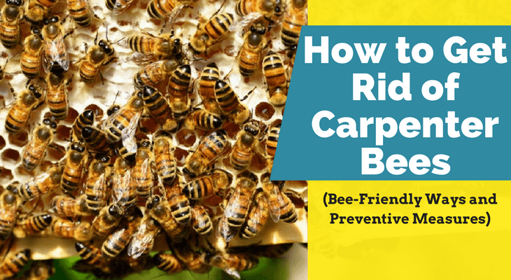 How to Get Rid of Carpenter Bees