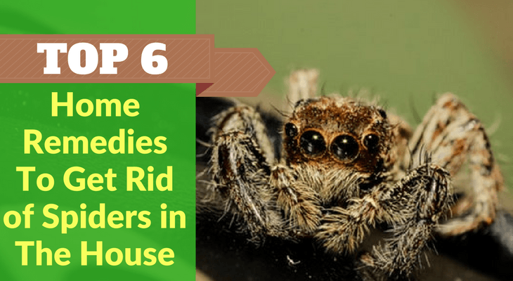 Top 6 Home Remedies To Get Rid of Spiders in The House