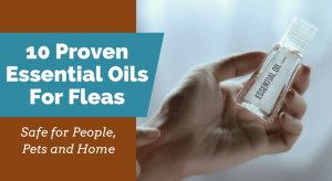 10 Proven Essential Oils For Fleas (Safe for People, Pets and Home) - Cat Flea Treatment With Geranium Essential Oil