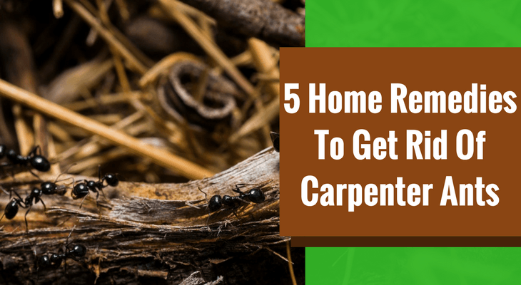 5 Home Remedies To Get Rid Of Carpenter Ants