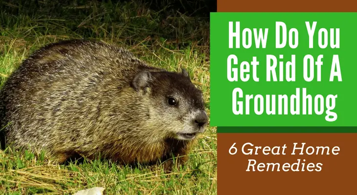 How Do You Get Rid Of A Groundhog