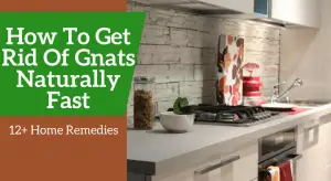 How To Get Rid Of Gnats Naturally Fast (12 Home Remedies)
