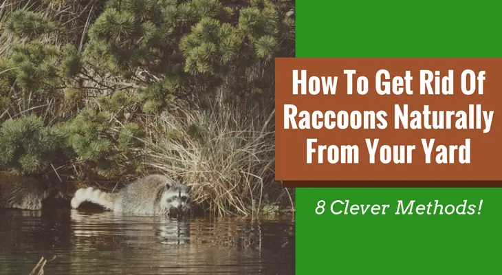 How To Get Rid Of Raccoons Naturally From Your Yard