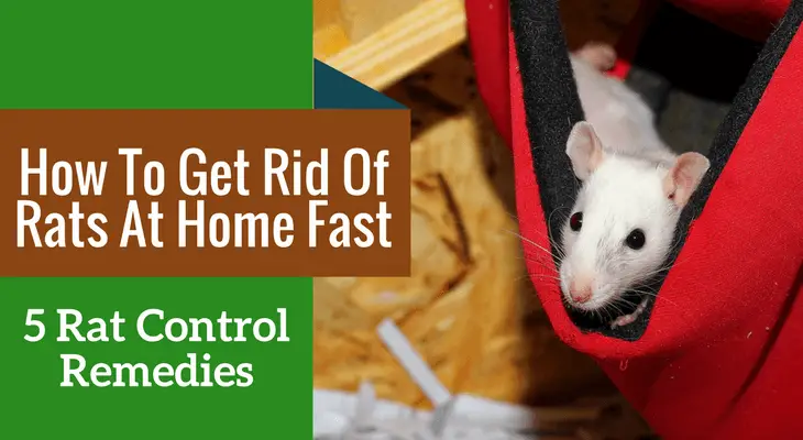 How To Get Rid Of Rats At Home Fast