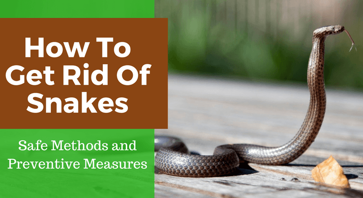 How To Get Rid Of Snakes