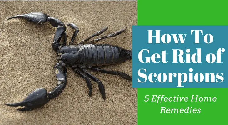 How To Get Rid of Scorpions