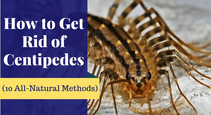 How to Get Rid of Centipedes
