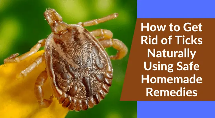 How to Get Rid of Ticks Naturally Using Safe Homemade Remedies