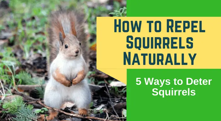 How to Repel Squirrels Naturally