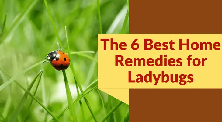 The 6 Best Home Remedies for Ladybugs