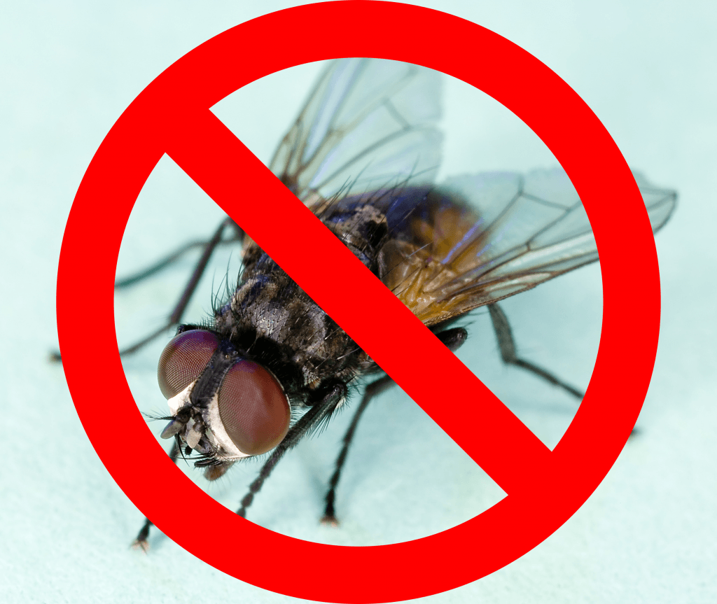 How to Kill House Flies and Keep Them Out of The House Wellness.guide
