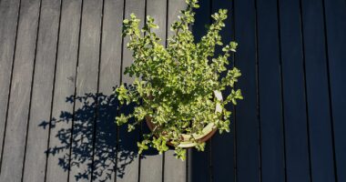 health benefits of oregano