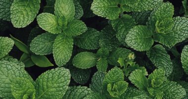 health benefits of mint