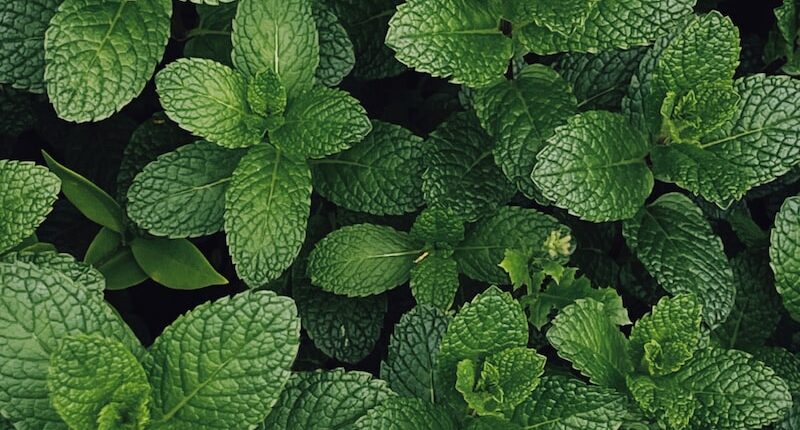 health benefits of mint