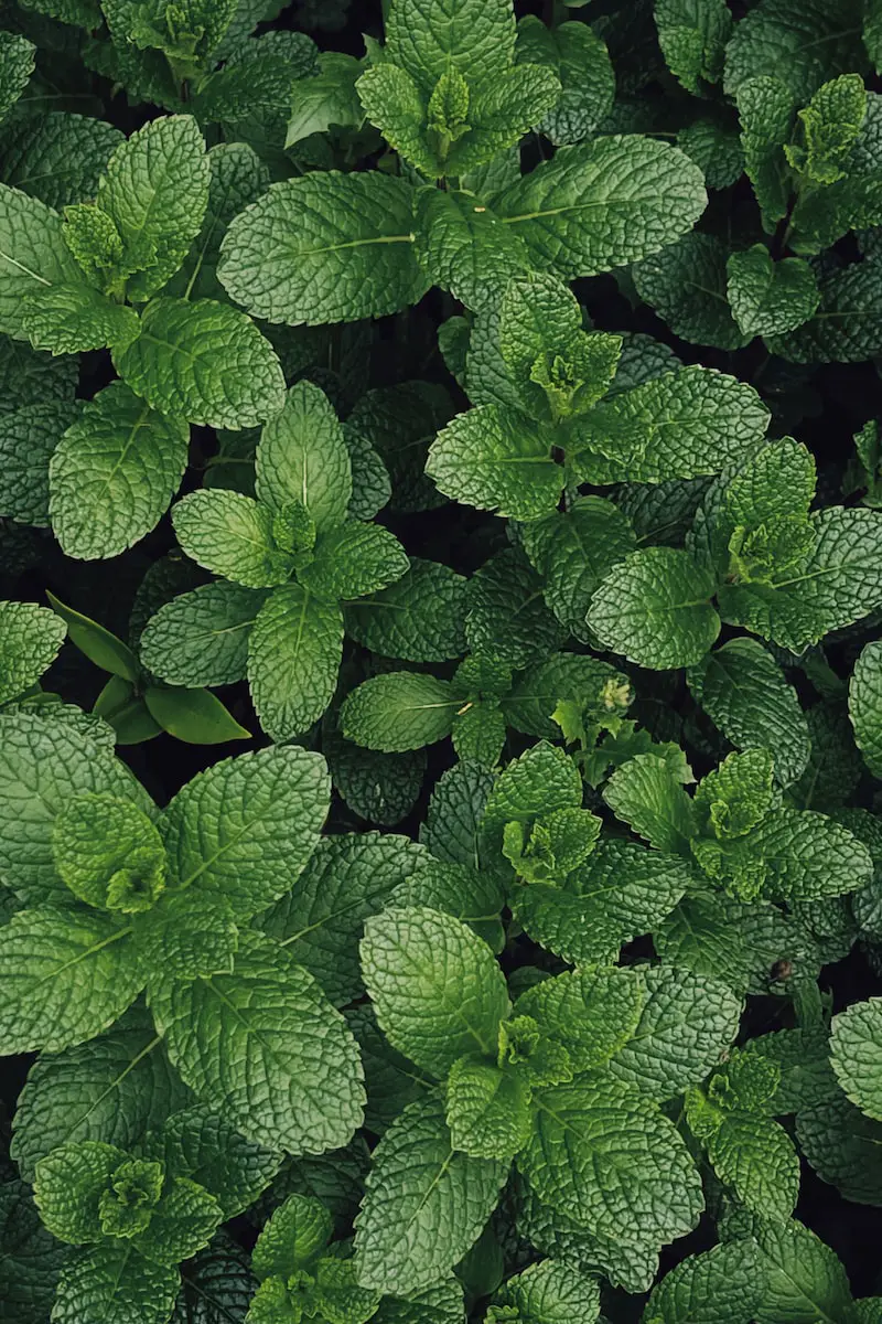 health benefits of mint