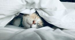 white cat sleeps under white comforter