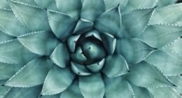 green leafed plant