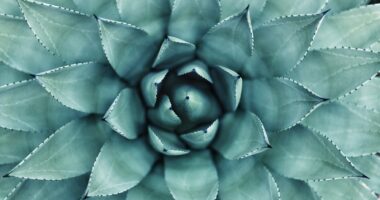 green leafed plant