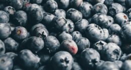 blackberries bundle