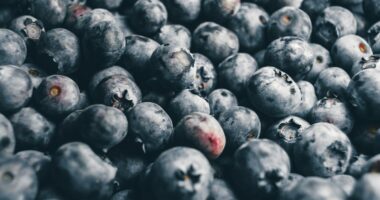 blackberries bundle