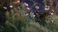 a bunch of flowers that are in the grass
