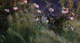 a bunch of flowers that are in the grass