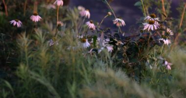 a bunch of flowers that are in the grass