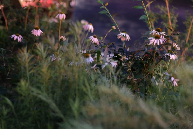 a bunch of flowers that are in the grass